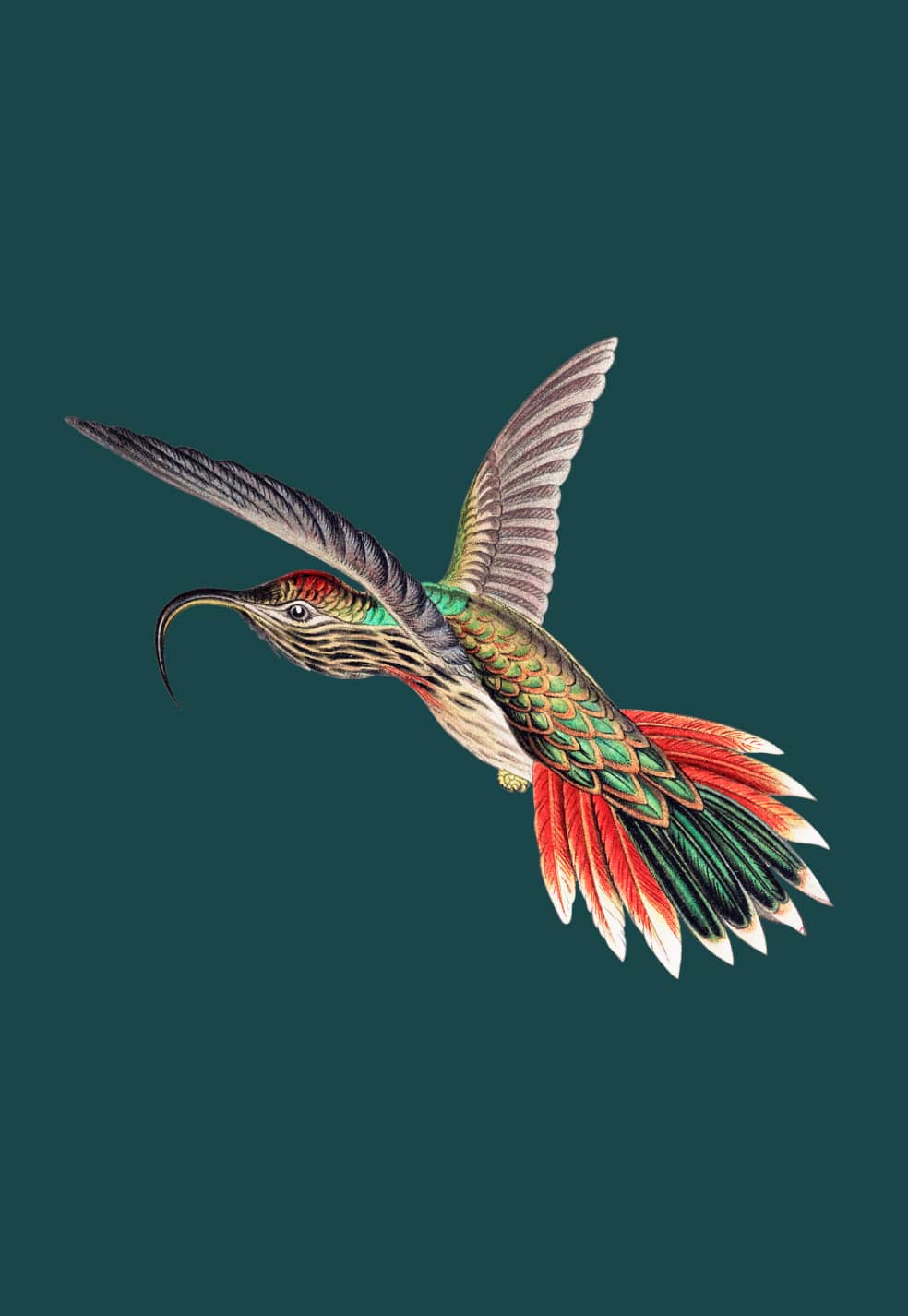 Ilustración de un pájaro volando.